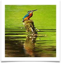 2_Reflection - Chris Beesely